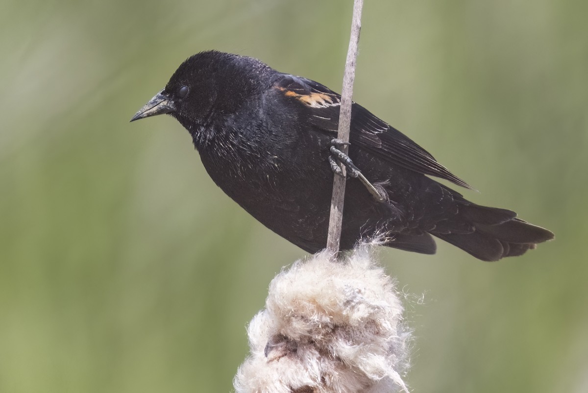 Red-winged Blackbird - Robert Lockett