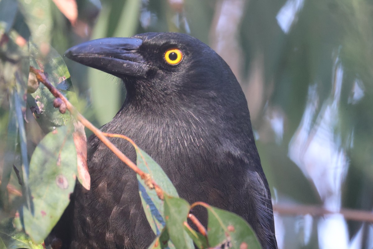 Pied Currawong - GEOFFREY SHINKFIELD