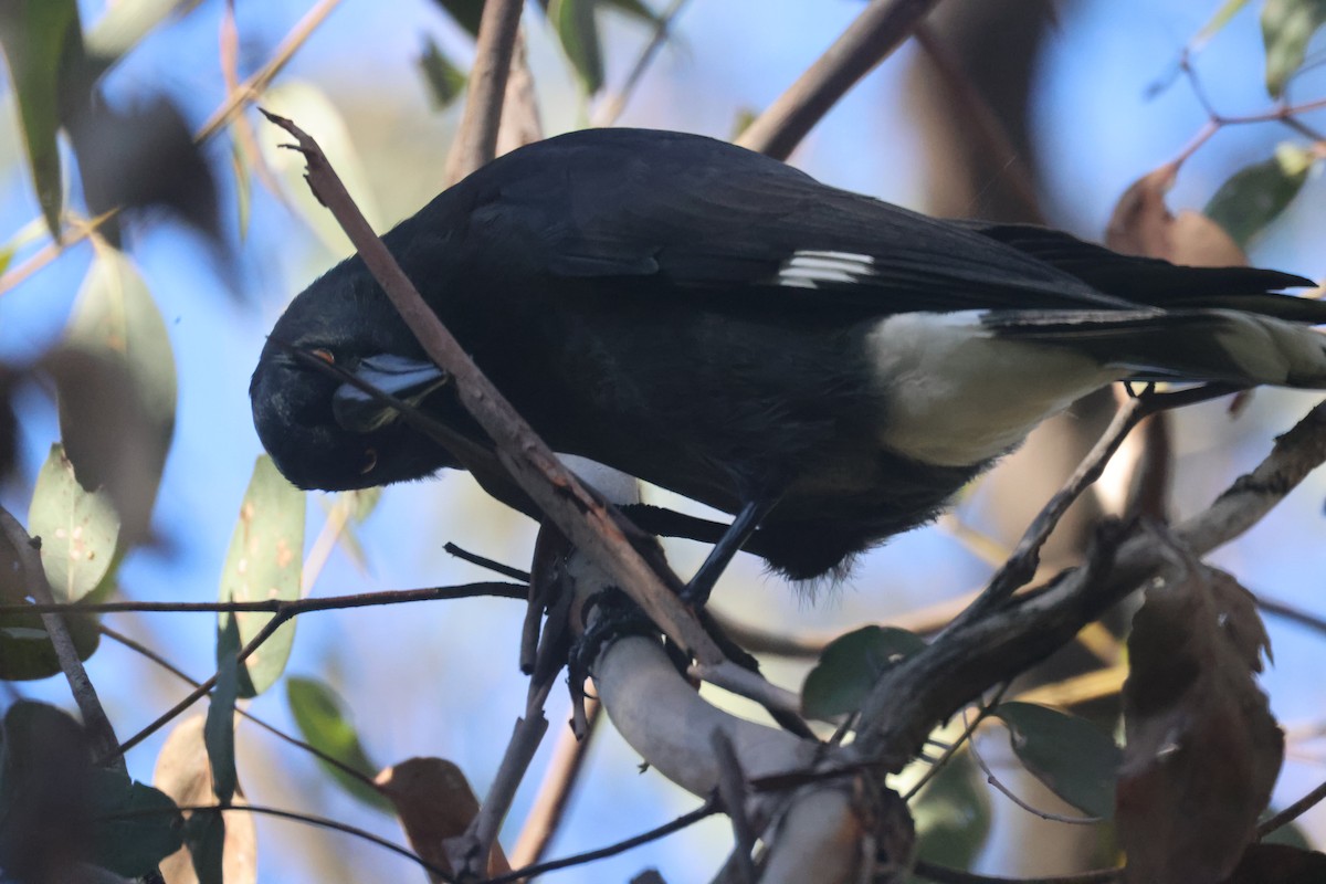 Pied Currawong - GEOFFREY SHINKFIELD