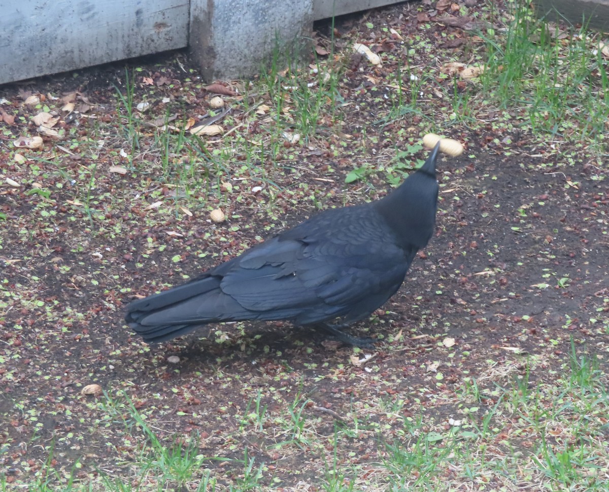 American Crow - Violet Kosack