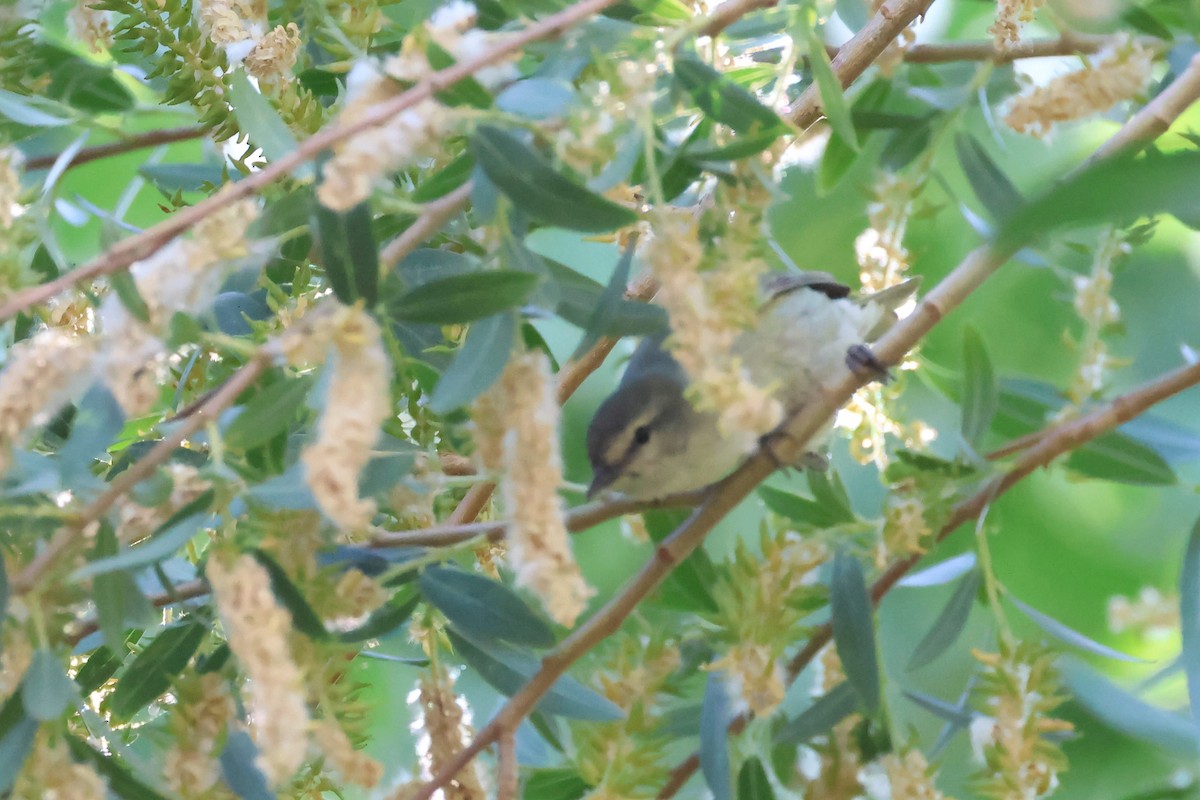 Tennessee Warbler - Brendan B