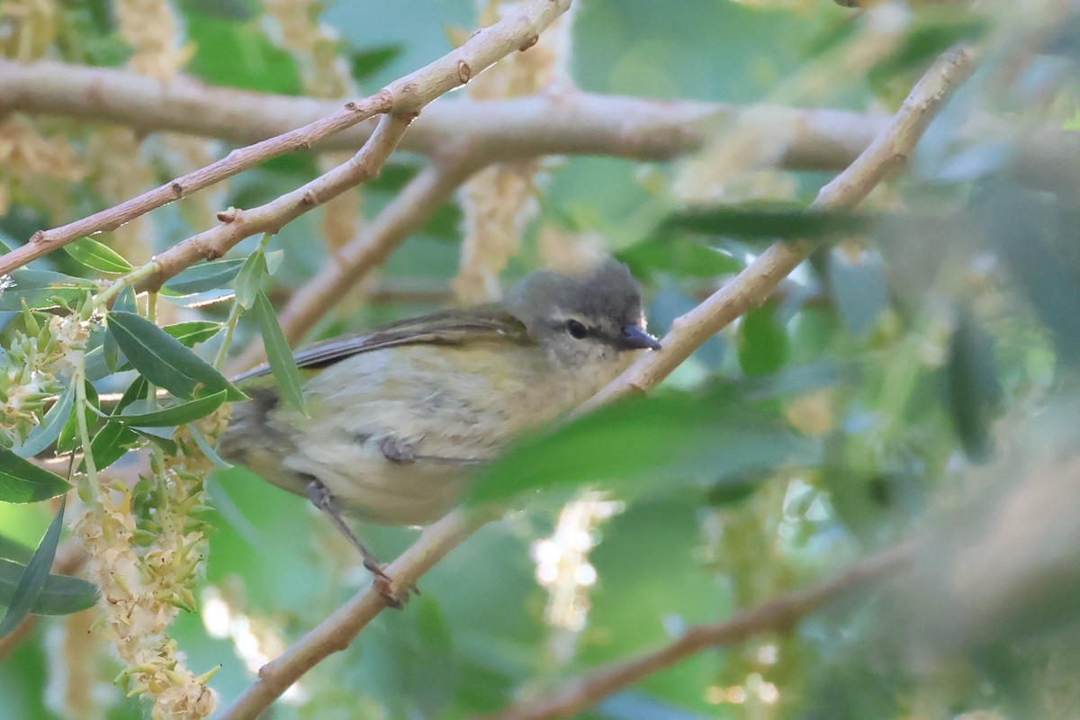 Tennessee Warbler - Brendan B