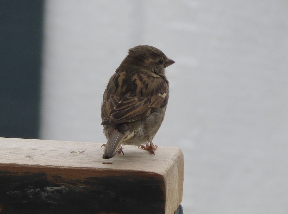 House Sparrow - Violet Kosack