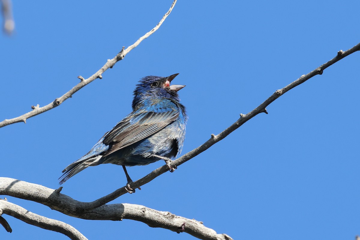 Indigo Bunting - Brendan B