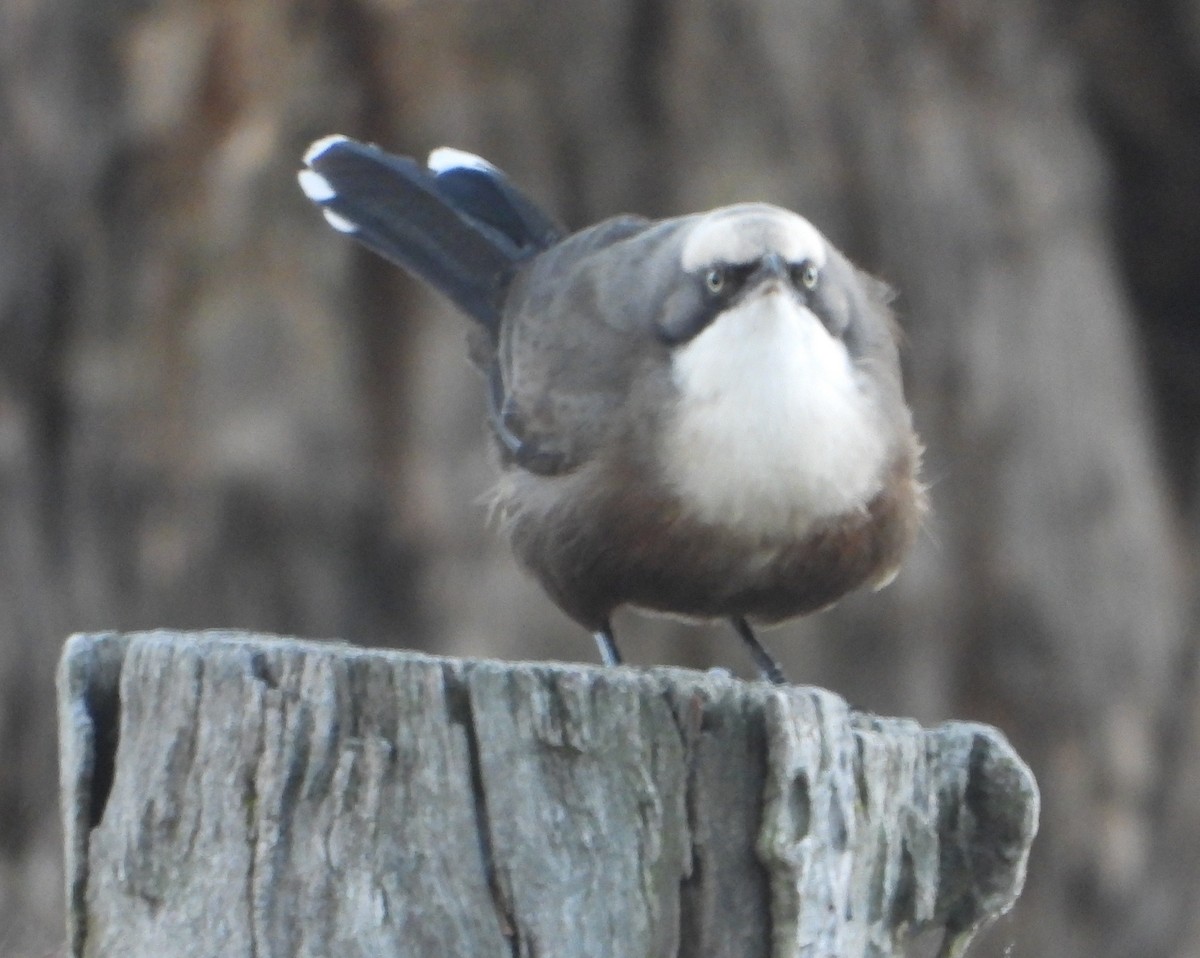 Gray-crowned Babbler - Rodney Macready