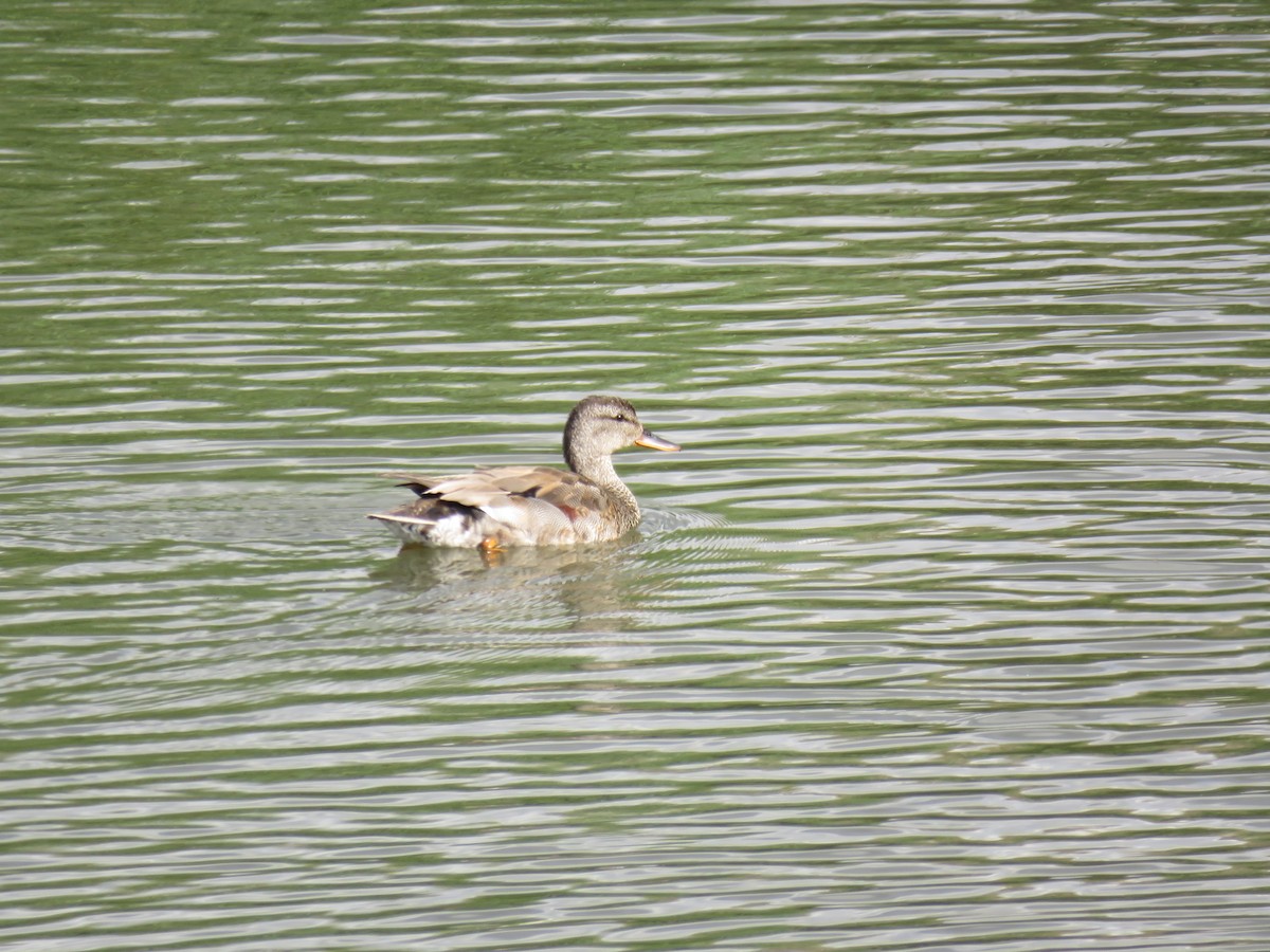 Gadwall - ML619432221