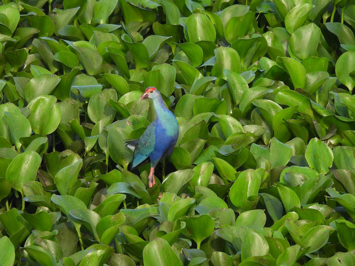 Gray-headed Swamphen - ML619432227