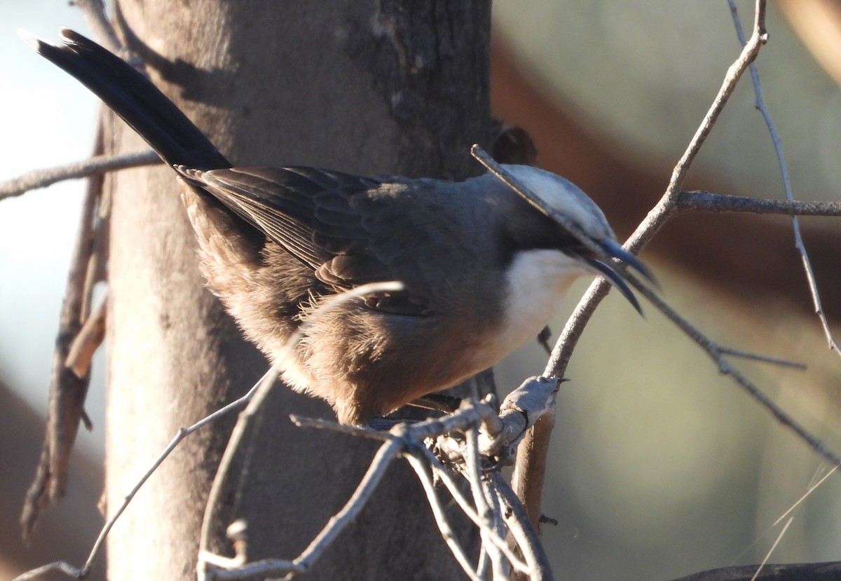 Gray-crowned Babbler - ML619432231