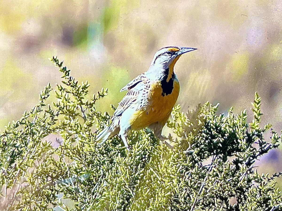 Chihuahuan Meadowlark - Paul Lagasi