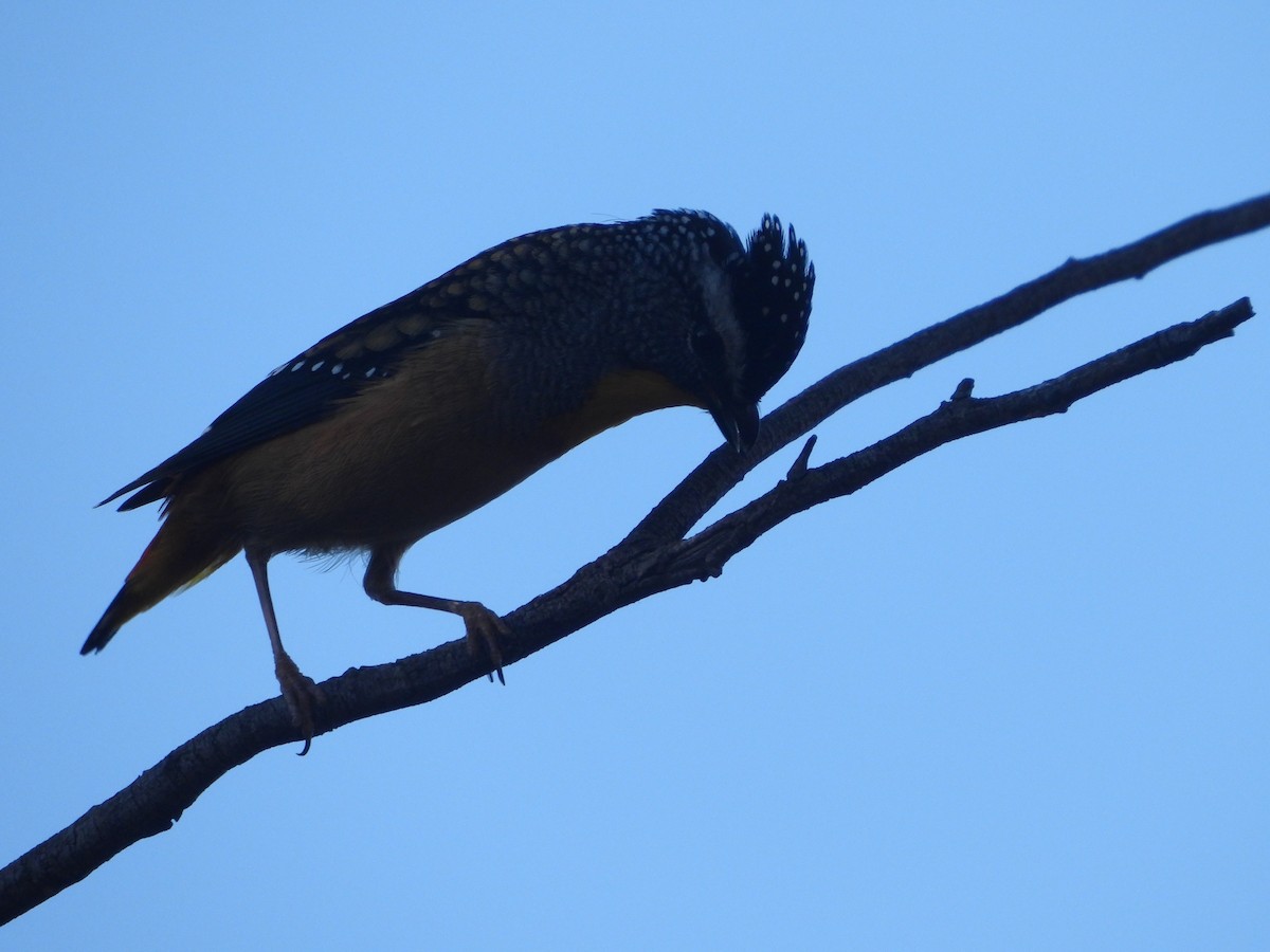 Spotted Pardalote - Rodney Macready