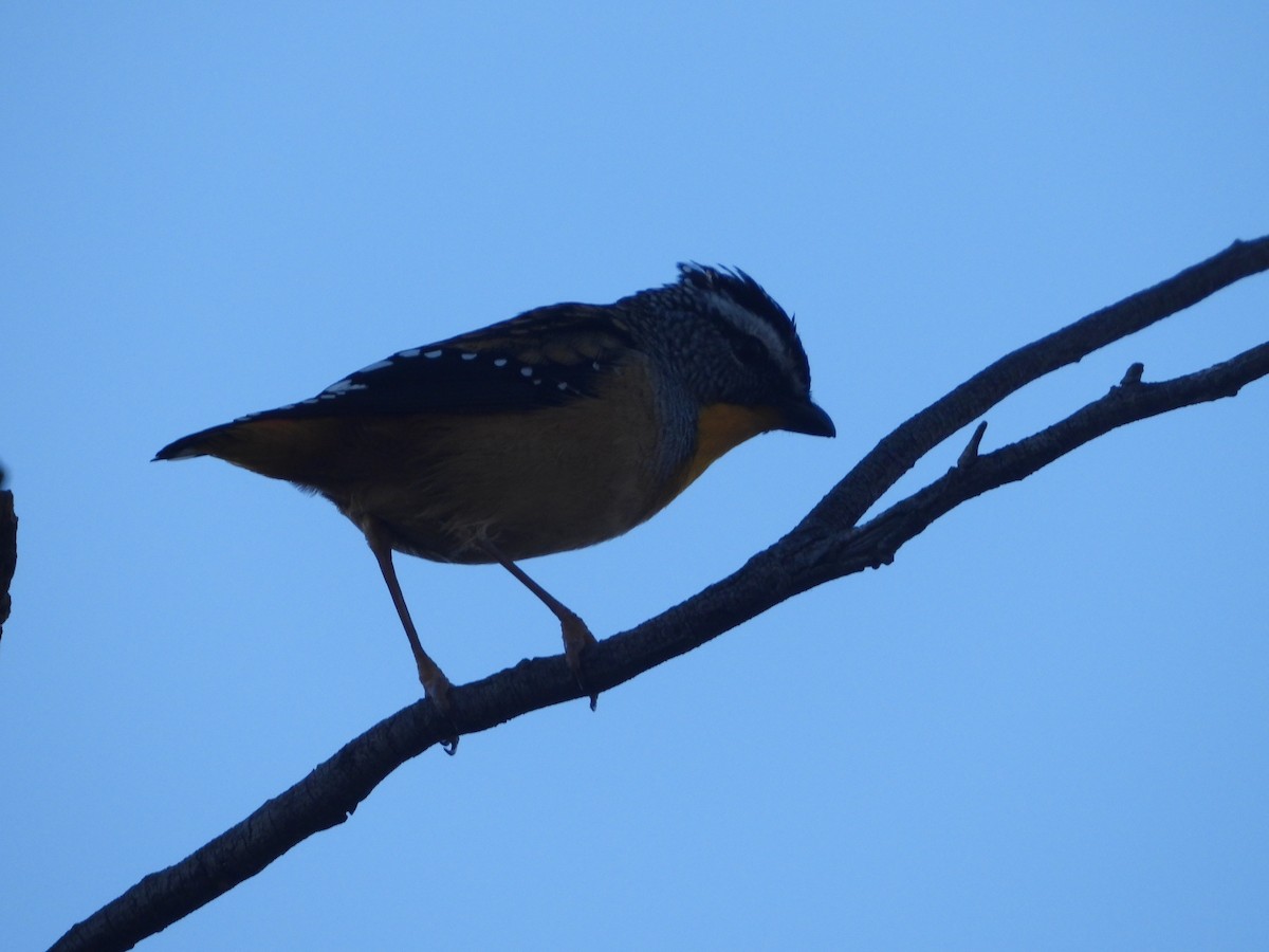 Spotted Pardalote - Rodney Macready