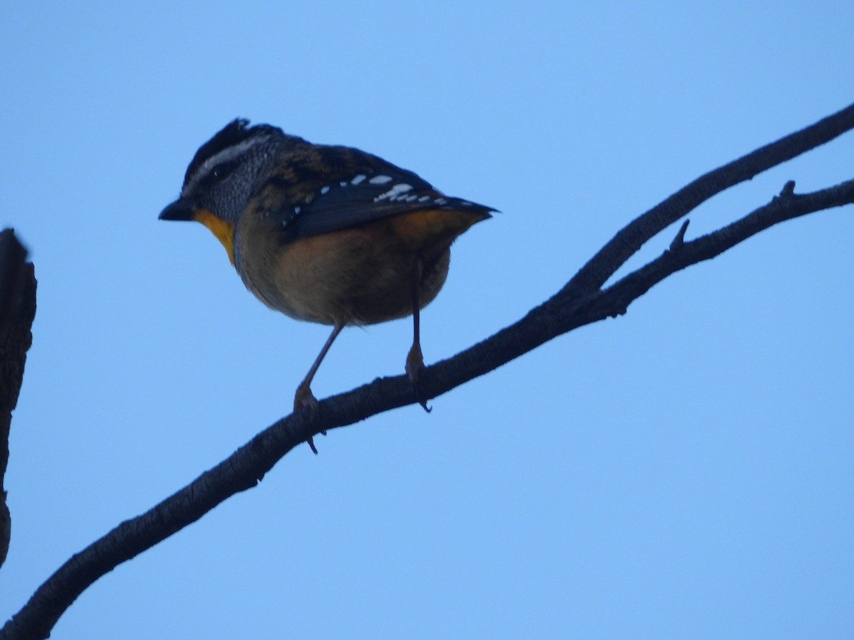 Spotted Pardalote - Rodney Macready