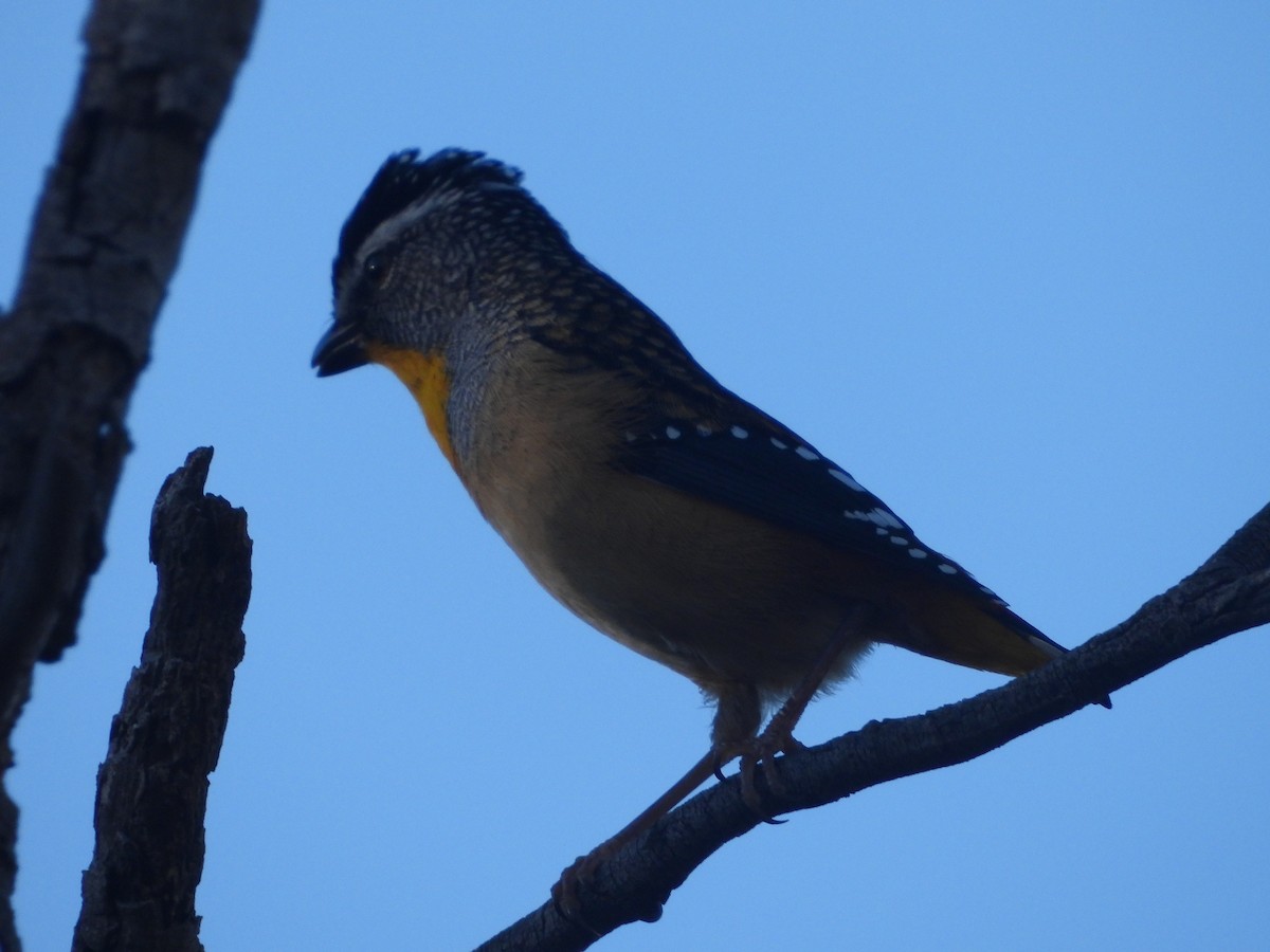 Spotted Pardalote - Rodney Macready