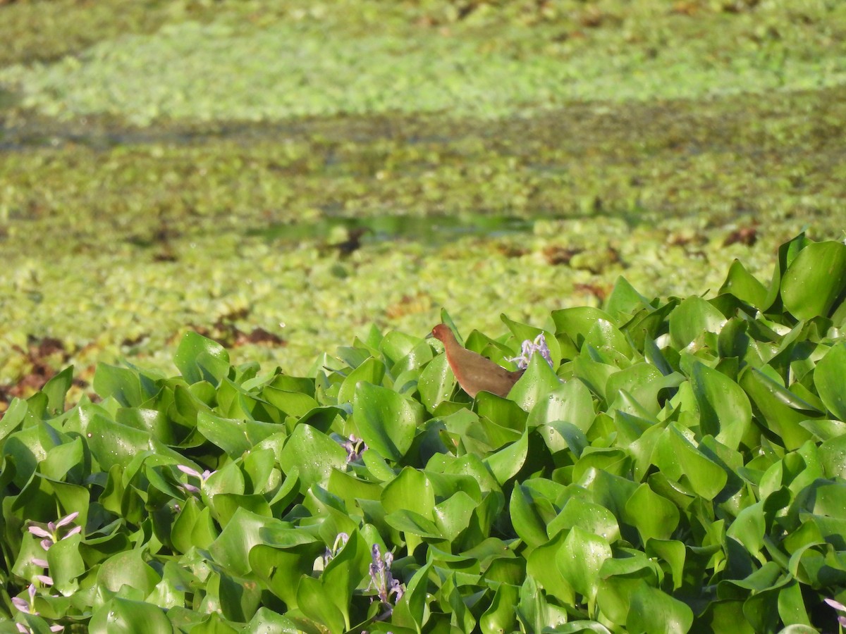 Ruddy-breasted Crake - ML619432261