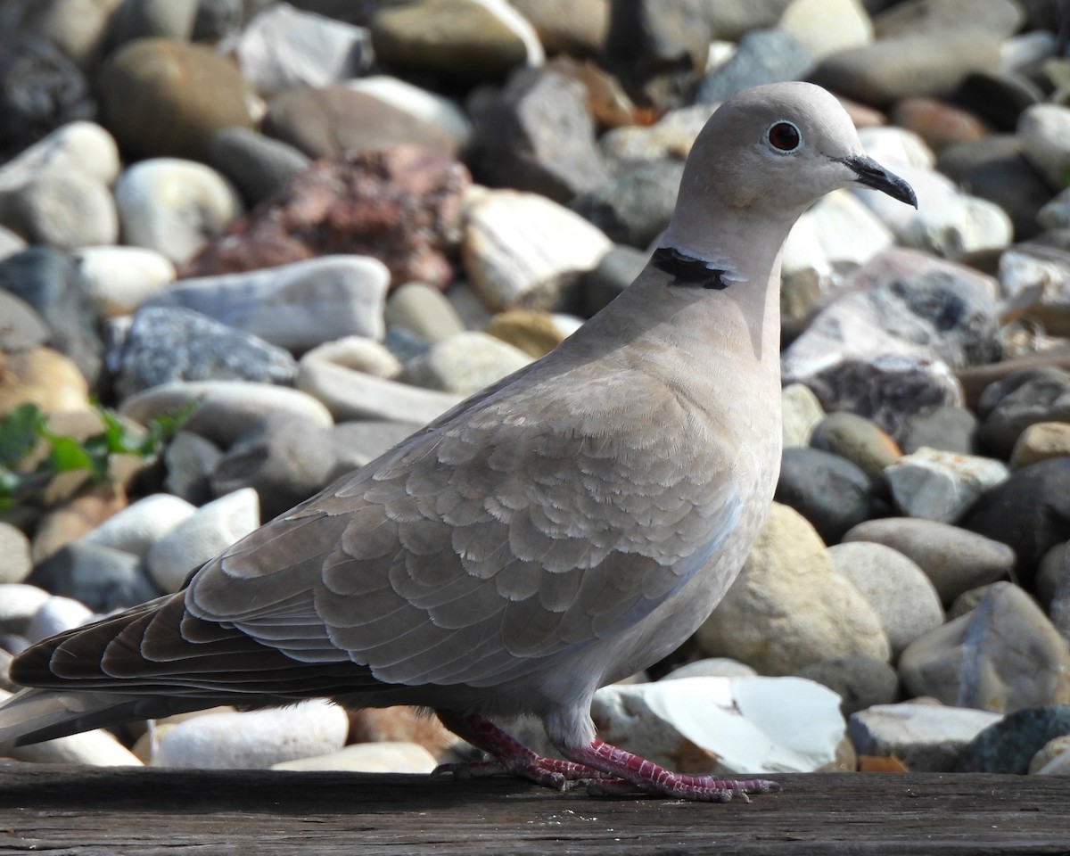 Eurasian Collared-Dove - ML619432268