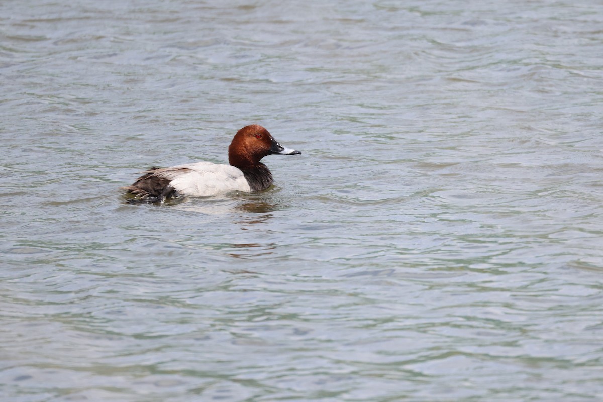 Common Pochard - Akinori Miura