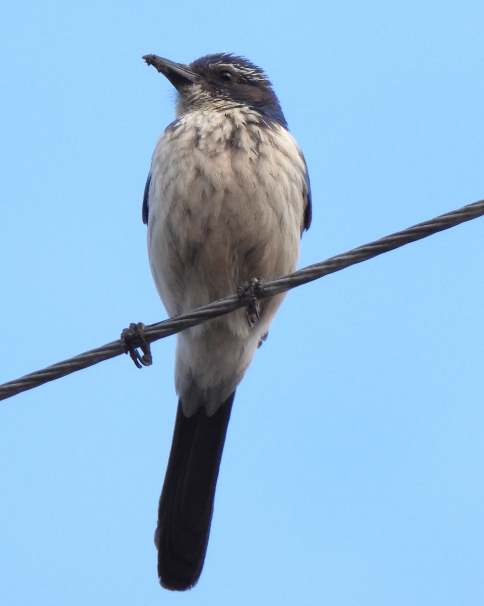 California Scrub-Jay - Michael I Christie