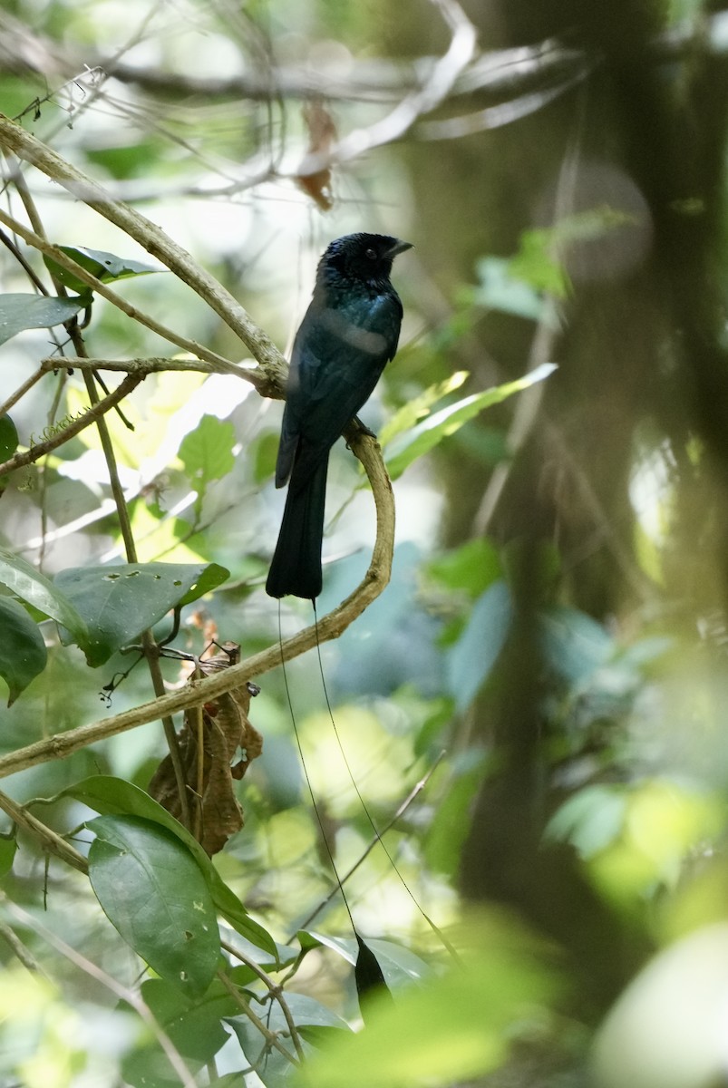 Lesser Racket-tailed Drongo - Xiaohui Restall