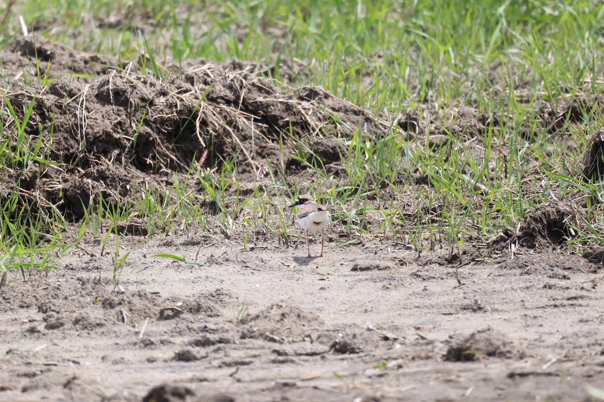 Little Ringed Plover - ML619432285