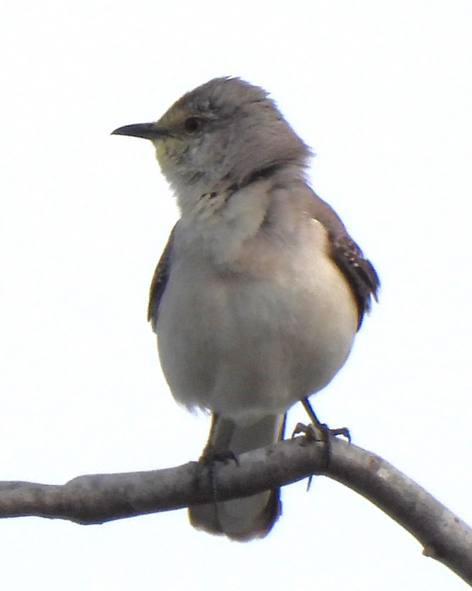 Northern Mockingbird - Michael I Christie