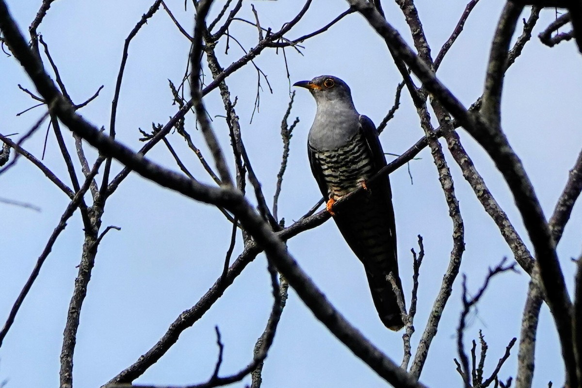 Oriental Cuckoo - Haofeng Shih