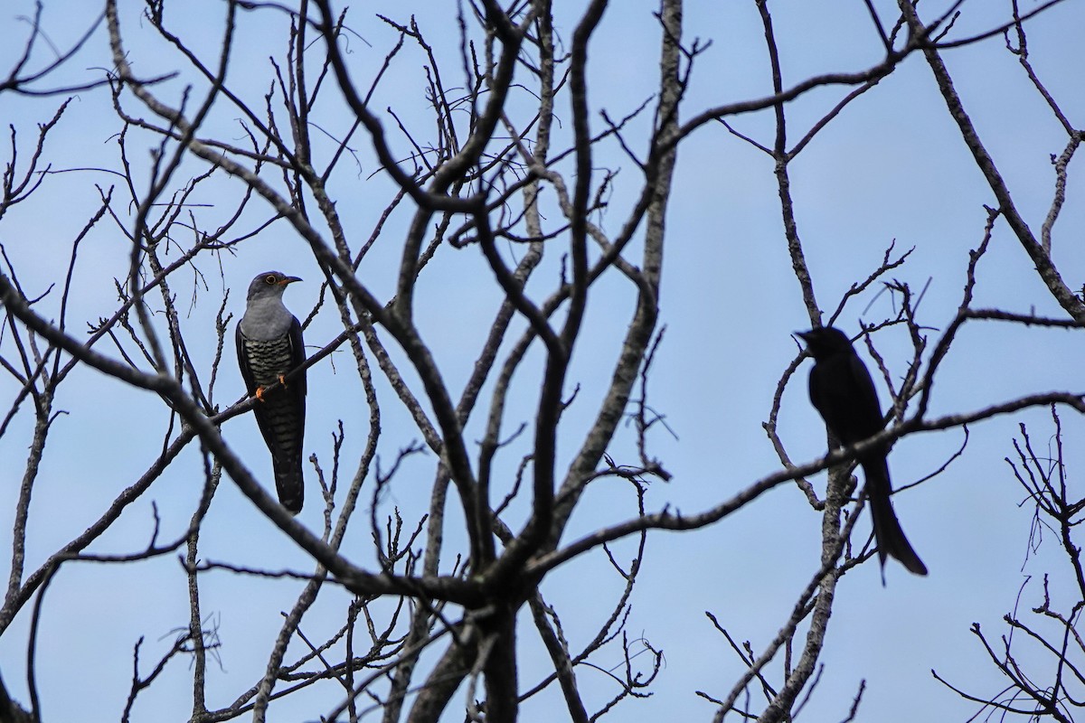 Oriental Cuckoo - Haofeng Shih