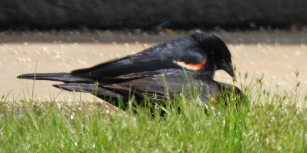 Tricolored Blackbird - Michael I Christie