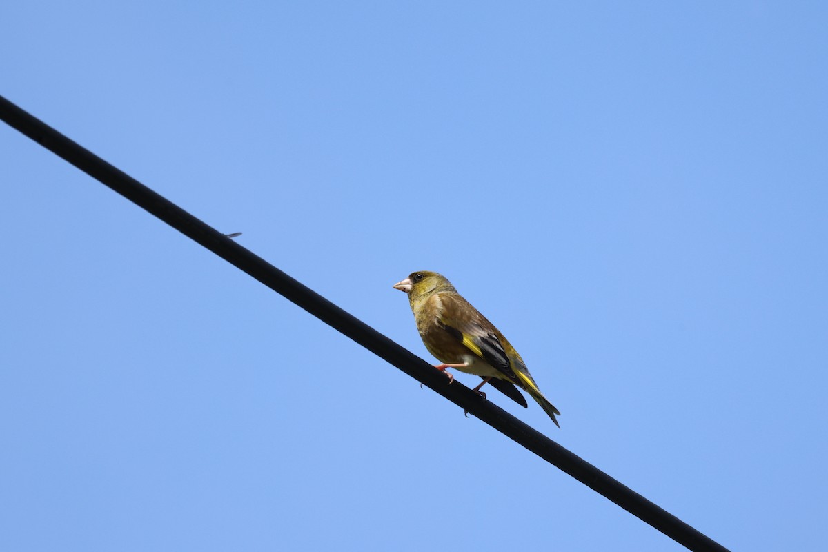 Oriental Greenfinch - Akinori Miura