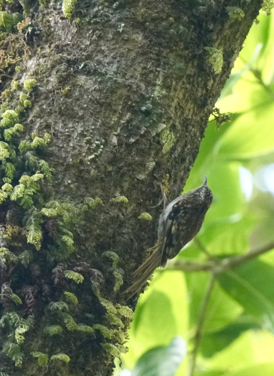 Hume's Treecreeper - Xiaohui Restall