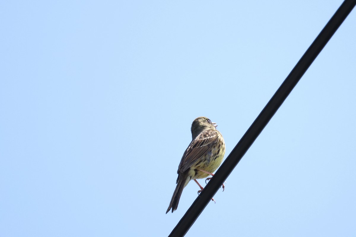 Masked Bunting - Akinori Miura