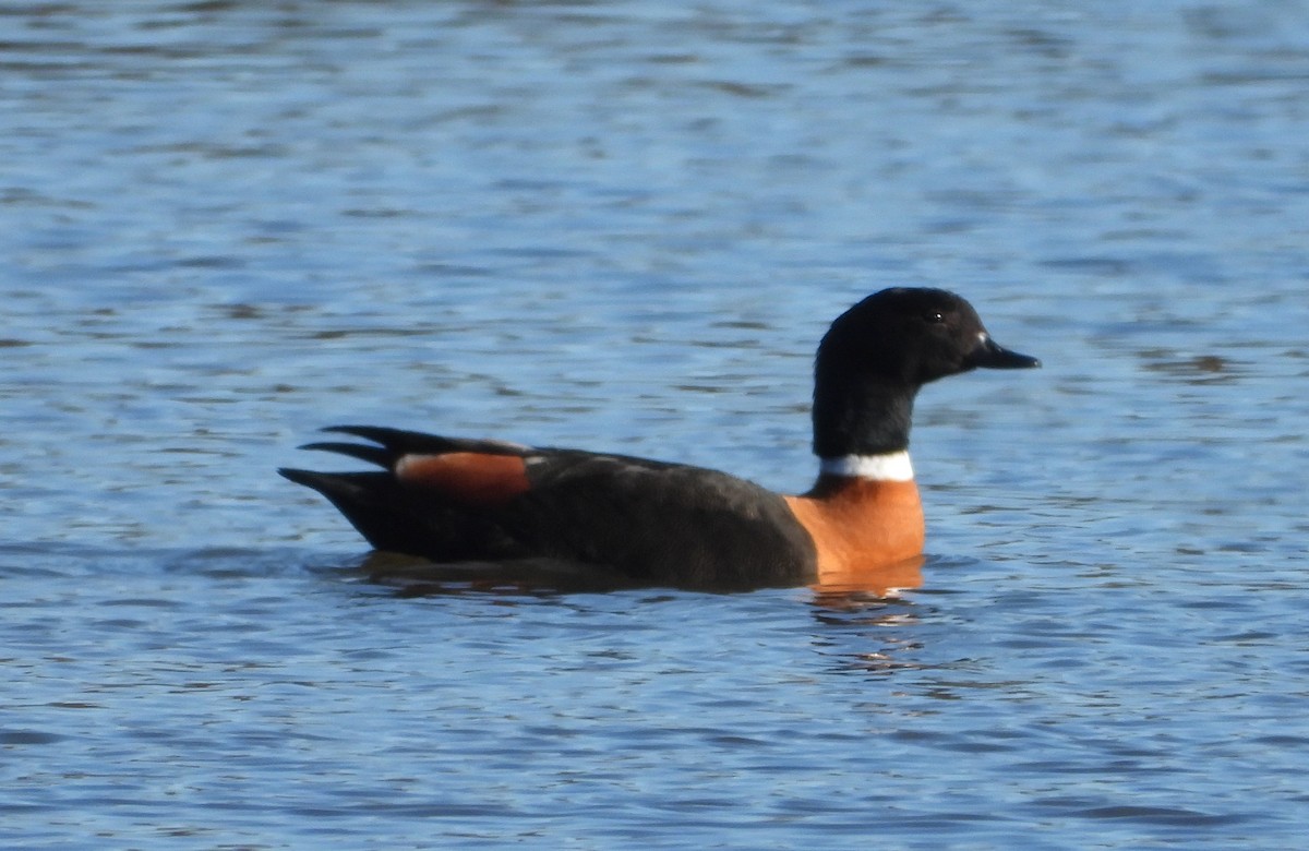 Australian Shelduck - Rodney Macready