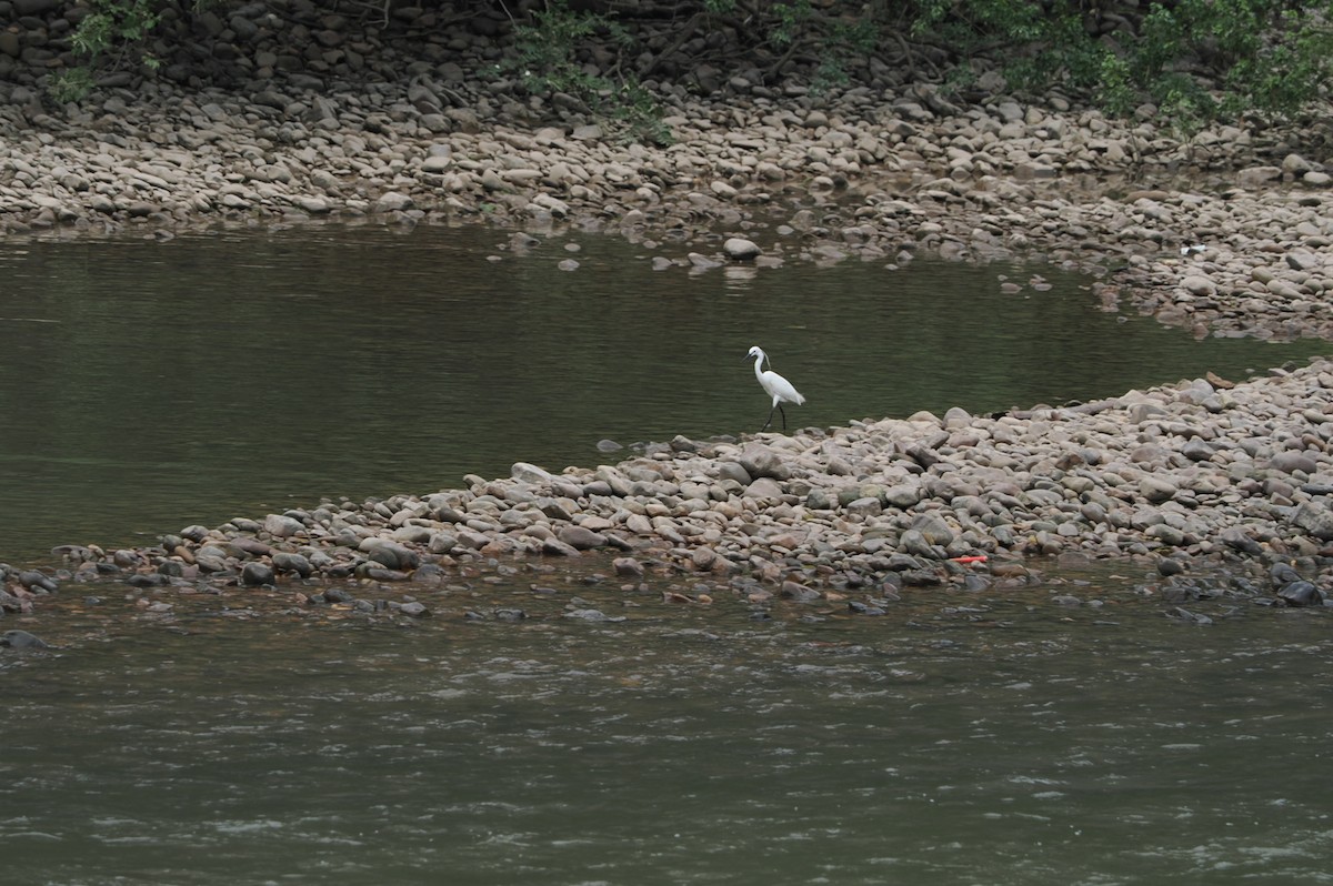 Little Egret - Marius Grathwohl