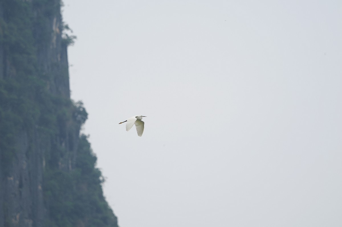 Little Egret - Marius Grathwohl