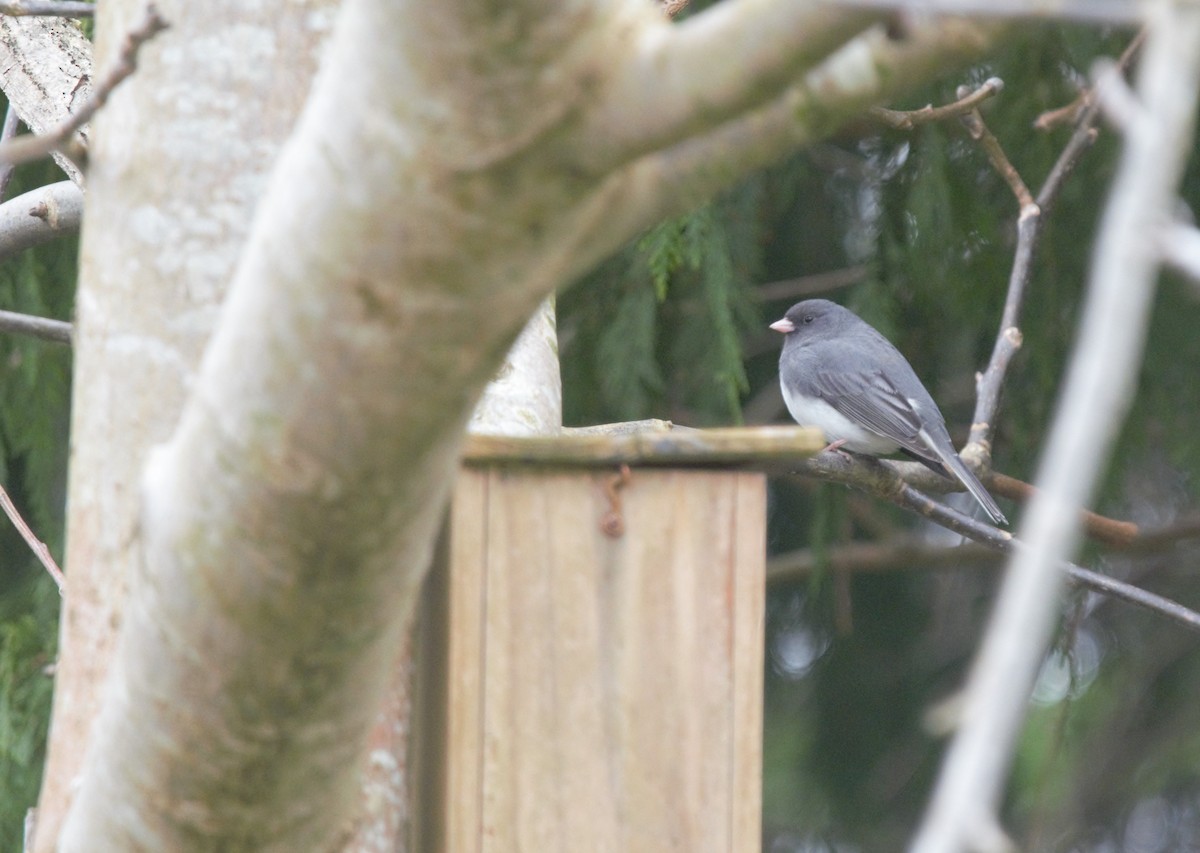 Dark-eyed Junco - ML619432332