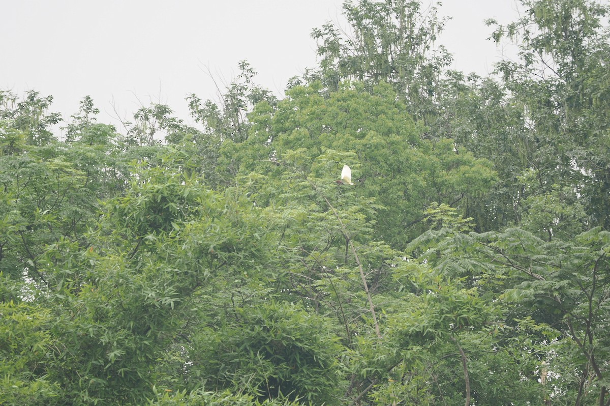 Chinese Pond-Heron - Marius Grathwohl