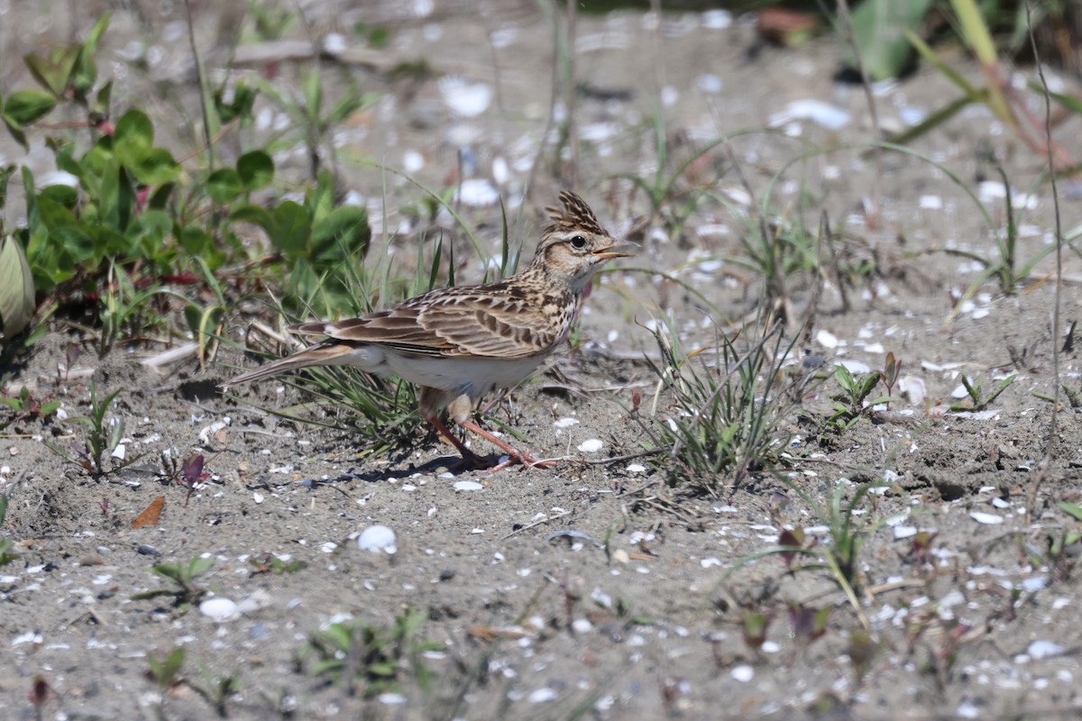 Eurasian Skylark - ML619432343