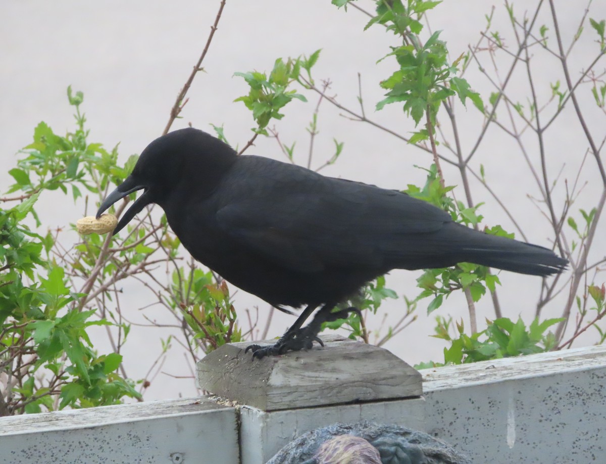 American Crow - Violet Kosack