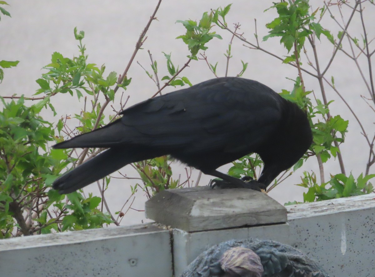 American Crow - Violet Kosack