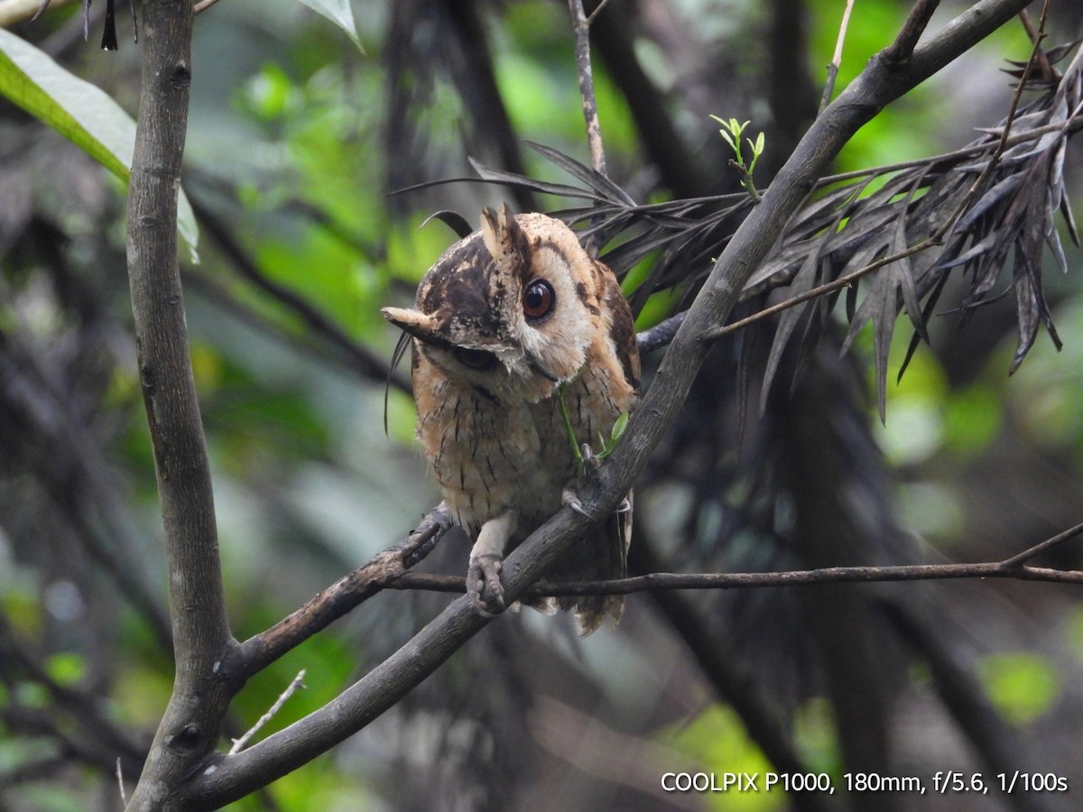 Indian Scops-Owl - Gopi Raji