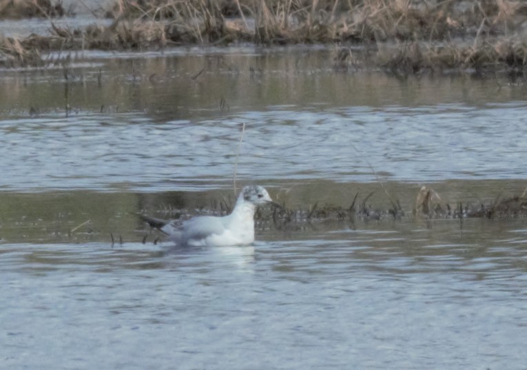 Bonaparte's Gull - Kevin Guest