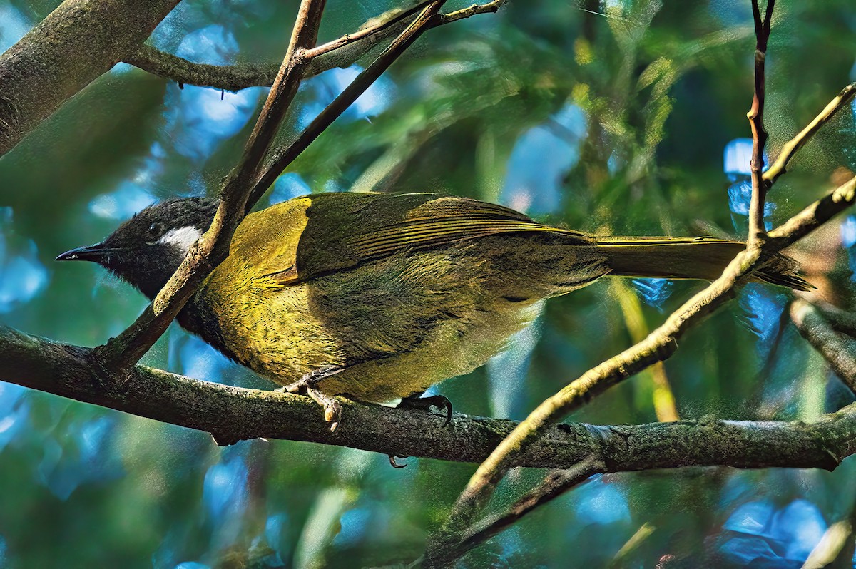 White-eared Honeyeater - ML619432358