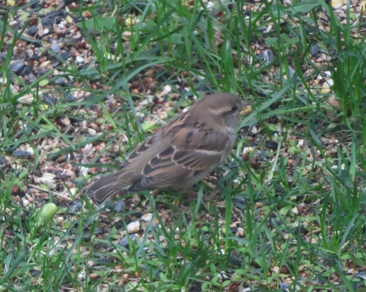 House Sparrow - Violet Kosack