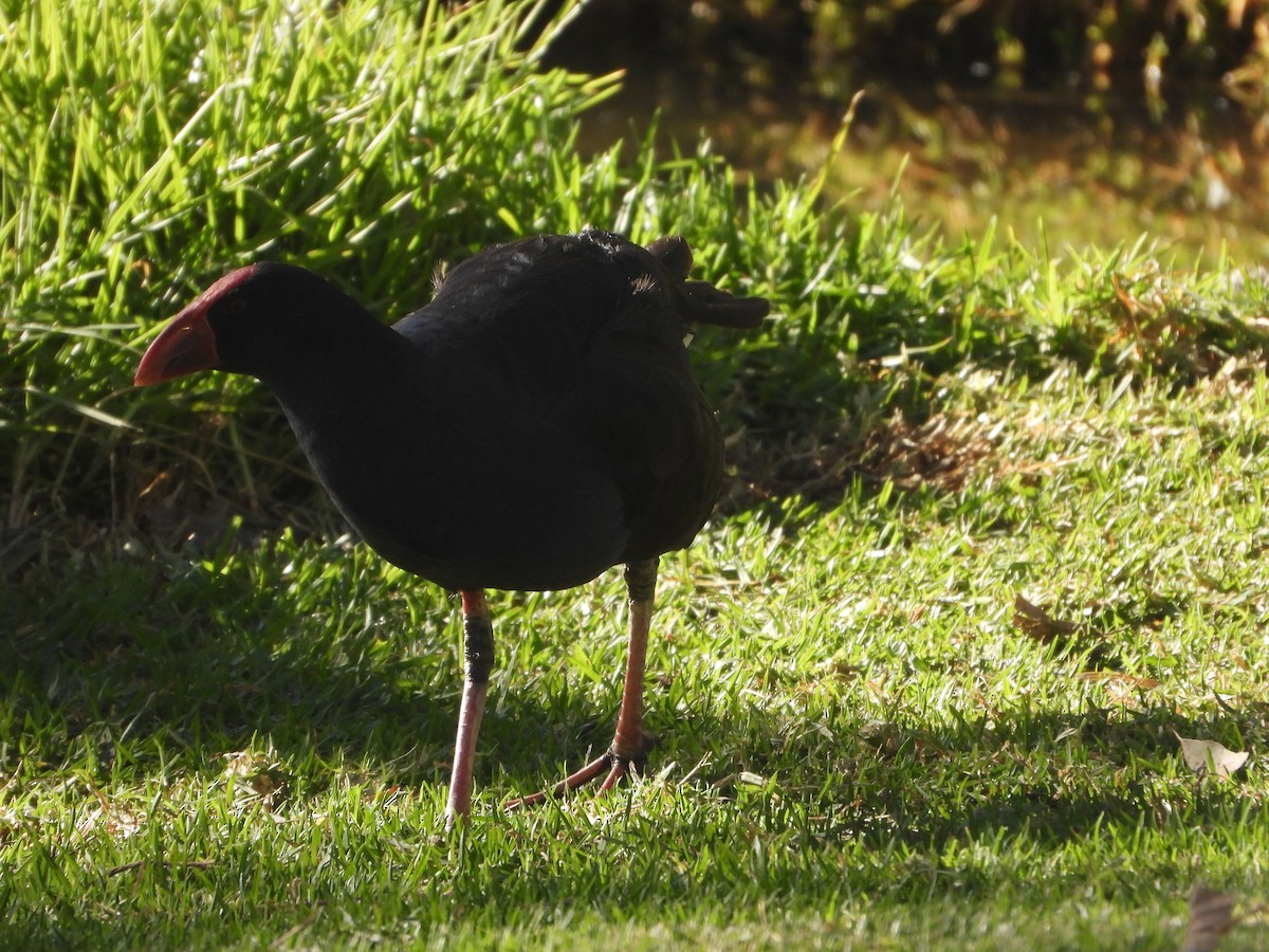 Australasian Swamphen - Rodney Macready