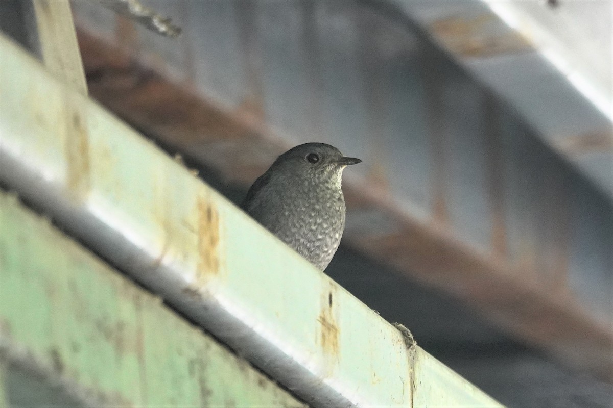 Plumbeous Redstart - Cynthia Su