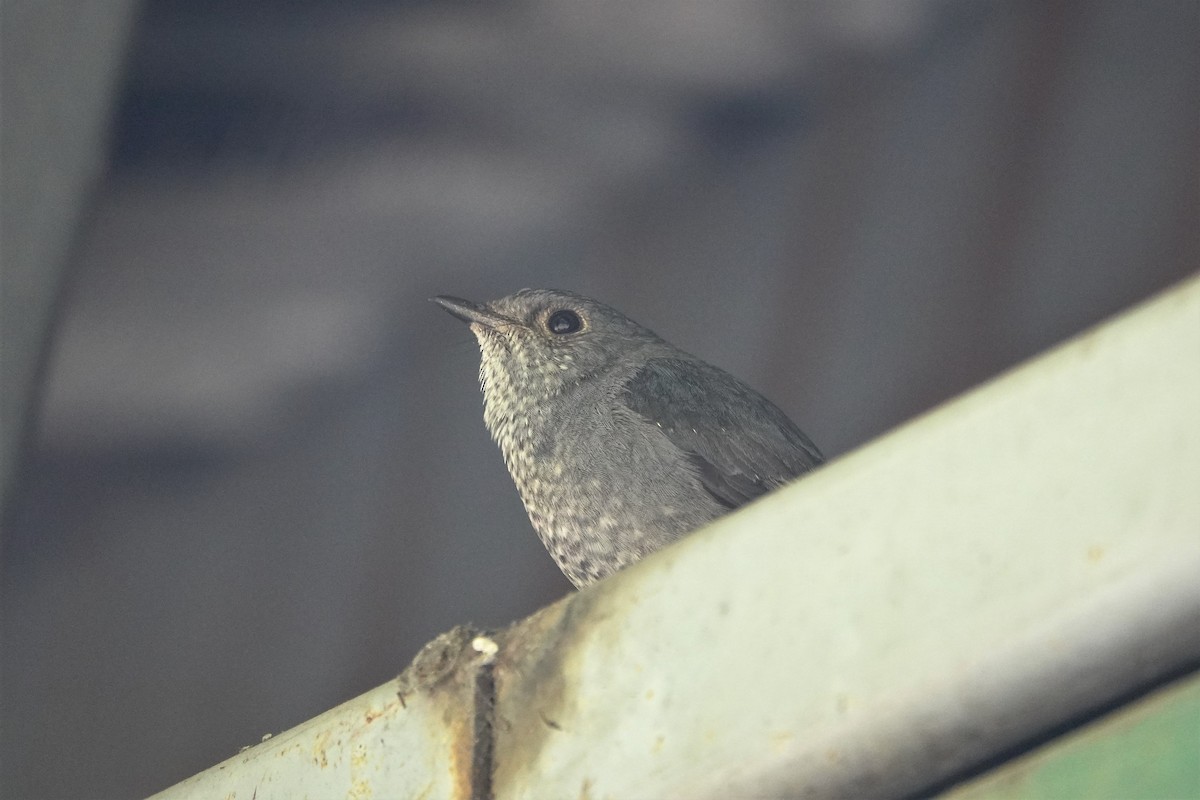 Plumbeous Redstart - Cynthia Su