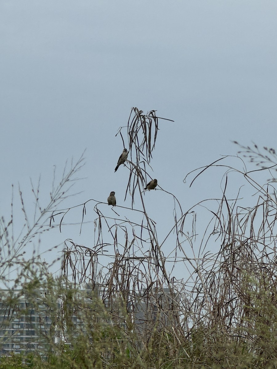 Indian Silverbill - 品諭 陳