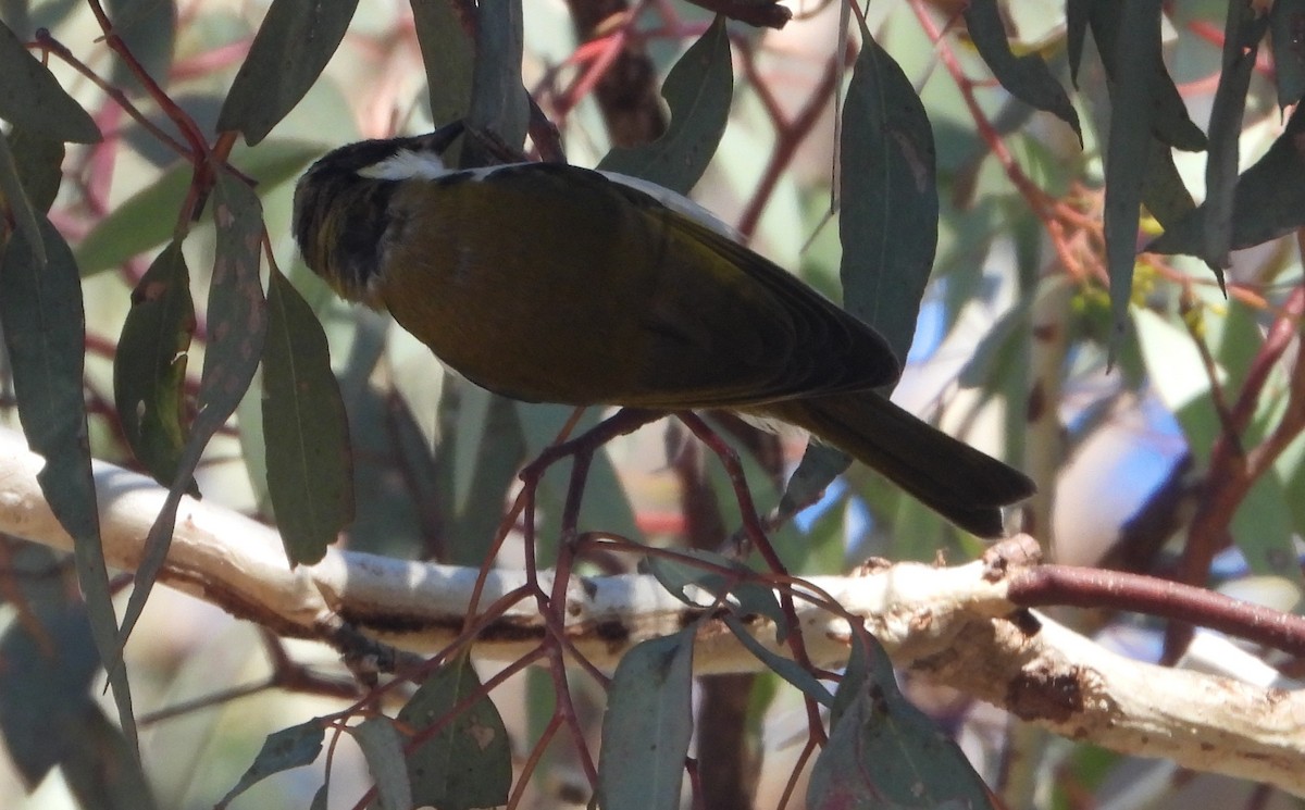 White-naped Honeyeater - Rodney Macready