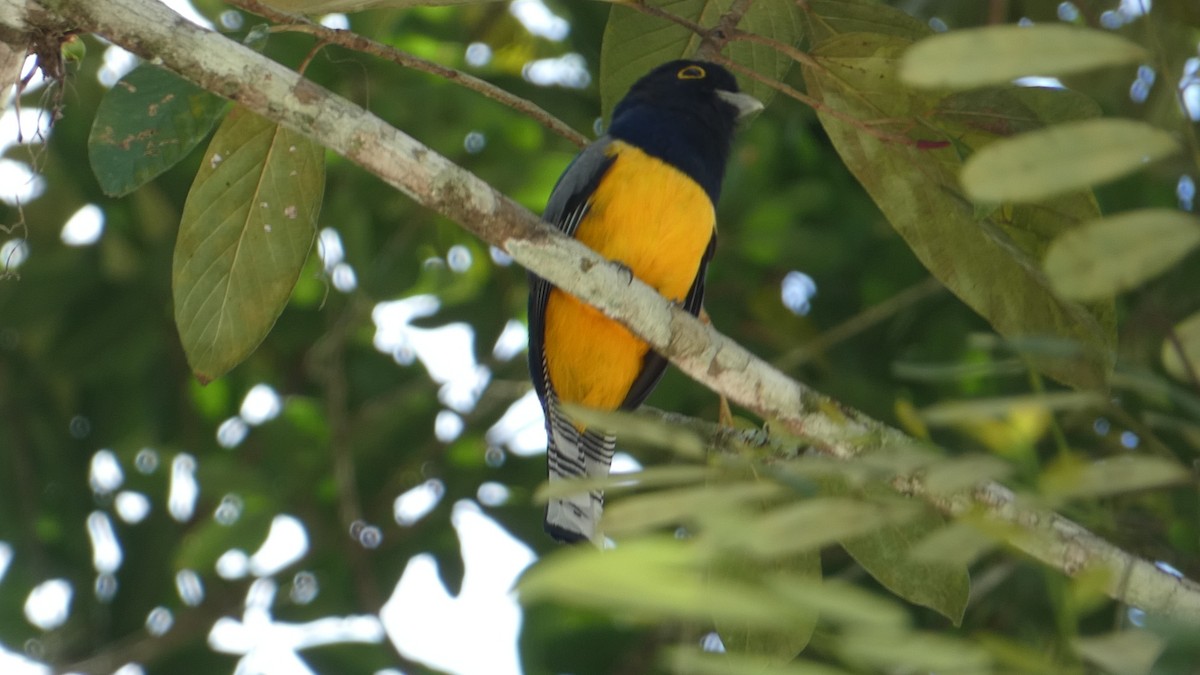 Gartered Trogon - Roberto  Garrigues