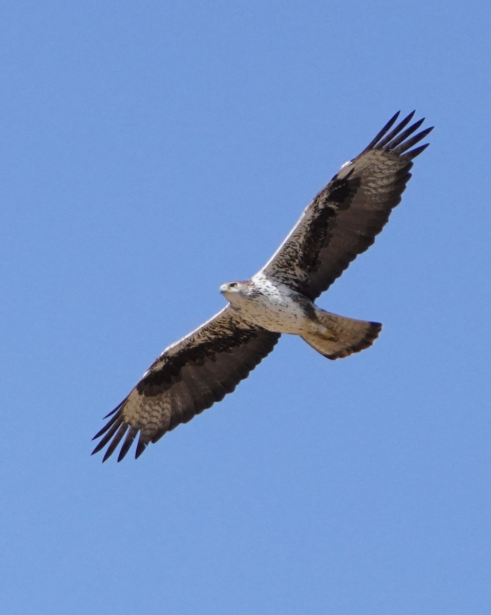 Bonelli's Eagle - Munir Chaouni Elbrehmati