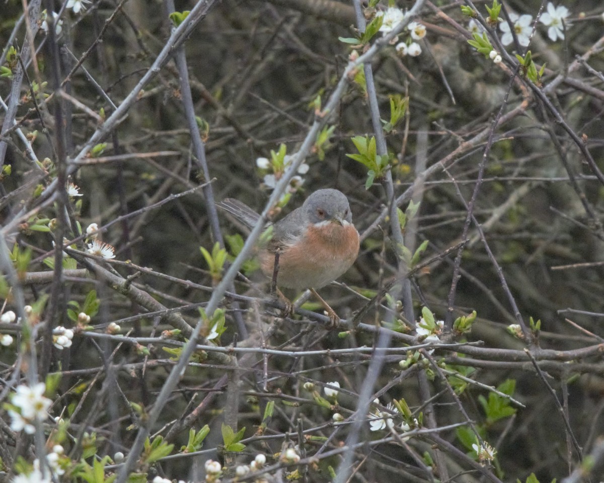 Western Subalpine Warbler - Kevin Guest